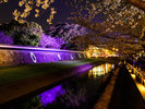 【景色】春のお城まつりでは夜間公開、桜のライトアップが行われ、幻想的な景色を楽しむことができます。