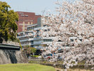 【外観】桜越しに見る熊本城の石垣と熊本ホテルキャッスル。歴史と趣が感じられます。