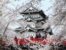 弘前さくらまつり(写真提供:青森県観光情報サイト)