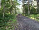 【やまびこの森】カラマツが茂る林の中に伸びる一本道を歩きます。
