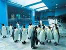 長崎市内にある珍しいペンギン水族館