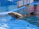 【うみたまご水族館】チケット付きプランあり/当館より車で約30分