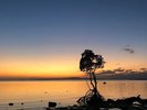 石垣島の1本マングローブ(ホテルから車で16分/名蔵湾の海沿い)