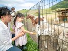 あままふぁーむ(ふれあい動物園)。可愛いモフモフ達へのエサやり体験ができます。