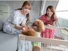 ペット可客室風景。ワンちゃんもいつもと違う雰囲気に大興奮!