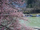 恵那峡の桜<春>■当館から車で25分