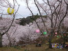 苗木さくら公園さくら祭り