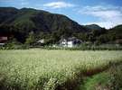8月中旬そばの花が白い可憐な花を咲かせます。