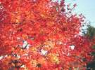 透き通るようなもみじの紅葉