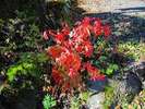 かわいいもみじの木の紅葉
