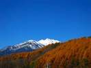黄金唐松紅葉と乗鞍岳