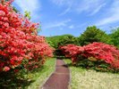 【恵山つつじ公園】春には60万本のつつじが色鮮やかに咲き誇ります!