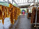 【真昆布漁】「昆布の王様」と称される最高級の旨味。恵山の豊かな海が育む、気品ある出汁の極みを堪能。