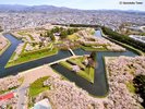 【春の五稜郭公園】お車約75分。星形の桜並木が満開!約1,600本の桜が彩る春の絶景をお楽しみください。