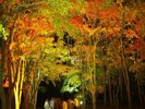 【見晴公園(香雪園)】美しくライトアップされた紅葉の木々が夜空に映える、秋の風情あふれる名所。