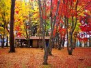 【見晴公園(香雪園)】赤や黄色に色づく木々と足元を覆う紅葉の絨毯が広がる、秋の風情豊かな名所。