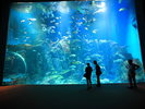 ■周辺観光|男鹿水族館GAOの大水槽は迫力満点