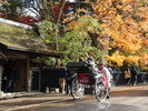 ■周辺観光|角館武家屋敷の紅葉