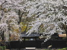 ■周辺観光|角館武家屋敷の桜