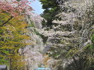 ■周辺観光|角館武家屋敷の桜
