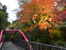 万葉公園の紅葉◆秋の様子