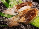 身は厚みがあり、柔らかく旨みが強いコウイカ。