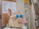 【新・牧志公設市場】ウェルカムのサングラスチラガー