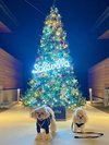 クリスマス時期のクリスマスツリー夜ペットと