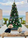 クリスマス時期のクリスマスツリー昼