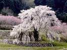 大宇陀の又兵衛桜