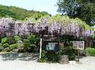 林泉寺の藤棚、この下で、お弁当を食べたいな!