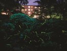【箱根小涌園 蓬莱園】ほたるの舞う幻想的な夜をお楽しみください。