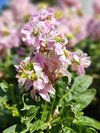 船堀駅周辺の花