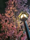 船堀駅周辺の花