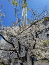 船堀駅周辺の花