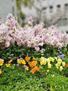 船堀駅周辺の花