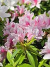 船堀駅周辺の花