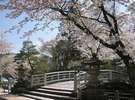 飛騨護国神社の桜は、例年４月中旬が見頃です。（当館より徒歩2分）