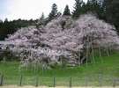 JR飛騨一ノ宮駅すぐそばの臥龍桜（国指天然記念物）。例年４月下旬が見頃。（車約１５分）