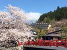 中橋から桜越しに見る当館（中央）桜の開花は例年4月中旬頃です
