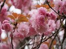 【権現山公園】水郷潮来桜まつり(3月28日(土)から4月8日(水))ホテルより車で約15分