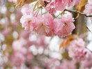 ソメイヨシノや八重桜など250本の桜