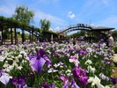 【水郷潮来あやめまつり】2026年5月22日(金)から6月21日(日)開催予定。ホテルより車で約15分。