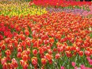チューリップ鑑賞期間(例年4月中旬から下旬まで予定)