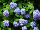 ご住職夫妻が愛情をかけて育てた100種10,000株の紫陽花がつくる色鮮やかな絶景。ホテルより車で約15分