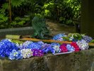手水舎にあじさいを浮かべる「花手水」は写真映えスポットとして好評。