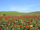 例年7月中旬から9月上旬頃に見頃。約17万本の赤や黄、オレンジなど色鮮やかな花々が広がる絶景。