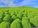 【緑コキア】7月上旬から夏の日差しを浴びてすくすく成長。丸々とした可愛らしい形と、柔らかな感触。