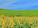 例年8月中旬にヒマワリが見頃。黄色い絨毯のように広がり、コキアやジニアと共に夏ならではの風景。