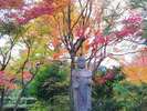 哲学の道の東にある、安楽寺。静かなお寺です。